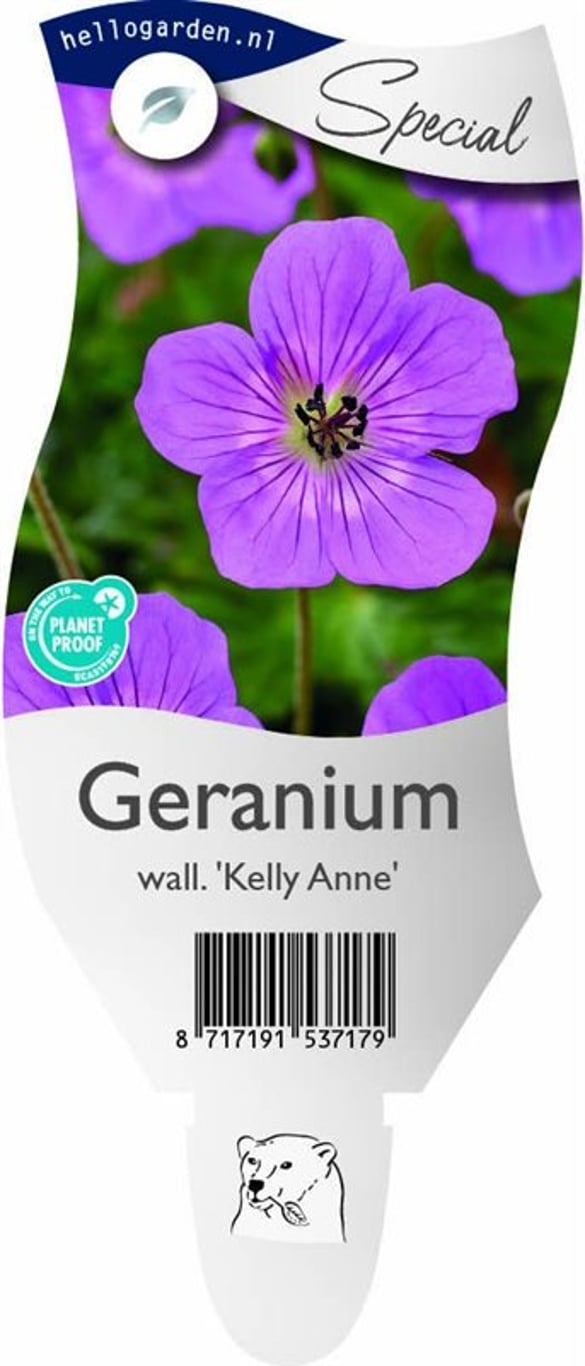 Geranium w. 'Kelly Anne' - P11
